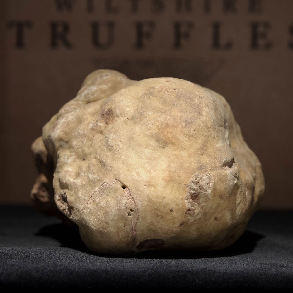 White Truffle